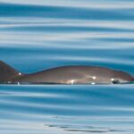 INE impone multas históricas por mil 203 MDP a partidos