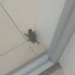 Cuauhtémoc Blanco rompe en llanto en Salón de la Fama 2023: “Quiero morirme aquí en México”