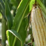 Joserra: “Polémico arbitraje”; Chiquimarco revira: Portero de Honduras no podía ser expulsado en penales