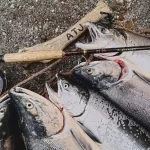 Carlos Salcedo se reincorpora a Cruz Azul