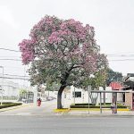 Kali Uchis revela que su bebé ya nació; así fue el anuncio