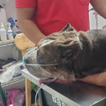 Chivas se quedaría sin Fernando Hierro, reportes lo colocan en el Al-Nassr de Cristiano Ronaldo