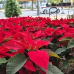 Responde Ebrard a amenaza de Trump sobre aranceles