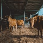 Familiares de mecánicos piden ayuda a CEDH para identificar cuerpos hallados en Cárdenas