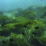 Reemplaza Gasperinia Ranieri